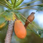 Carica papaya - Papaye Colombo