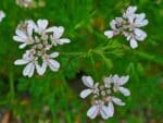 Coriandrum sativum, Fleurs de Coriandre, Graines de Coriandrum sativum, Graines de Coriandre