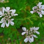 Coriandrum sativum, Fleurs de Coriandre, Graines de Coriandrum sativum, Graines de Coriandre