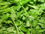Coriandrum sativum, Feuillage de coriandre, Graines de Coriandrum sativum, Graines de coriandre