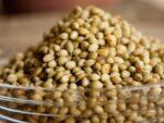 Coriandrum sativum, Graines de Coriandre, Graines de Coriandrum sativum