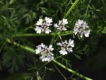 Coriandrum sativum, Fleurs et Feuilles de Coriandre, Graines de Coriandrum sativum, Graines de Coriandre