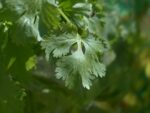 Coriandrum sativum, Feuilles de Coriandre, Graines de Coriandrum sativum, Graines de Coriandre