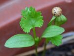 Coriandrum sativum, Jeune pousse de Coriandre, Graines de Coriandrum sativum, Graines de Coriandre