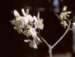 Moringa Oleifera - Neverdier