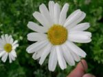 Tanacetum cinerariifolium- Détails d'une fleur