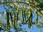 Moringa Oleifera - Neverdier