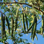 Moringa Oleifera - Neverdier