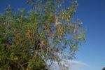 Moringa Oleifera - Neverdier