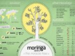 Moringa Drouhardii - Bienfaits de l'Ananambo