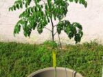 Moringa Oleifera - Neverdier