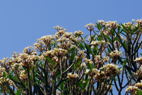 Plumeria - Frangipanier - Fleur des Temples