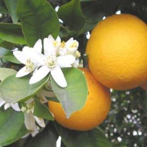 Citrus Aurantium, Orange amère