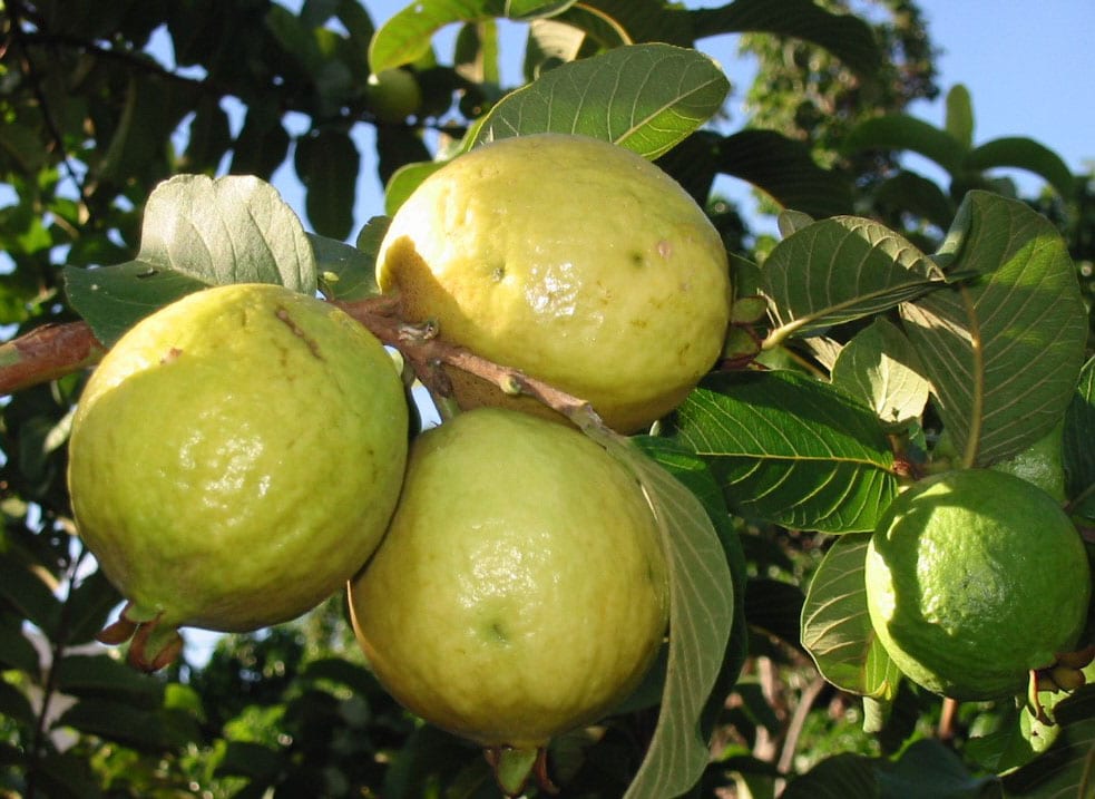 Goyave Citronnée Psidium Lucidum - Jeune Arbre Fruitier 110-125 Cm - Plante Comestible D'Intérieur Ou Extérieur