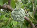 Pomme Cannelle - Annona squamosa