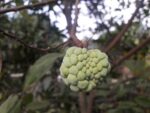 Pomme Cannelle - Annona squamosa
