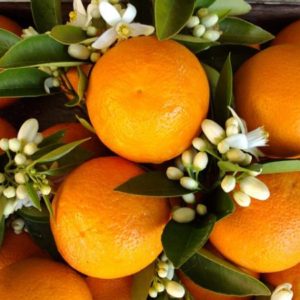Citrus aurantium, Orange amère