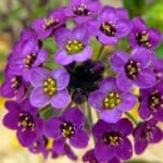 Alyssum maritimum, Floraison d'Alysse odorante Royal Carpet Pourpre, Graines d'Alyssum maritimum