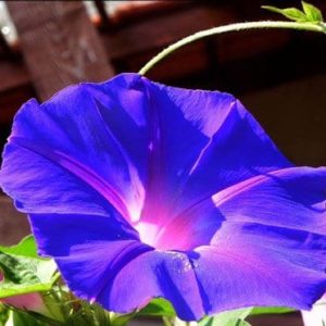 Ipomoea purpurea Star of Yelta