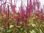 Chenopodium capitatum, Inflorescence d'Épinard fraise, Graines de Chenopodium capitatum