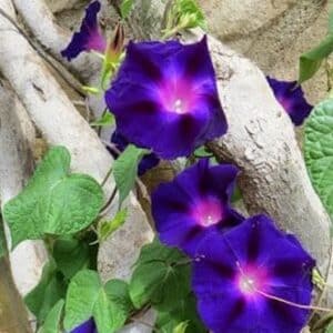 Ipomoea purpurea Star of Yelta, Ipomée Star of yelta