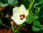 Okra - Gombo