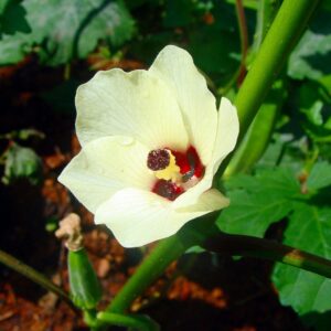 Okra - Gombo