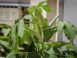 Okra - Gombo