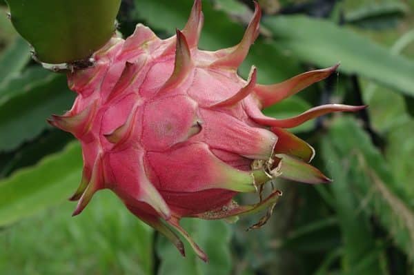 Pitaya - Fruit du dragon - Hylocereus undatus