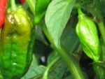 Piment Bhut Jolokia