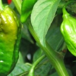 Piment Bhut Jolokia