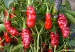 Piment pénis - Peter's pepper