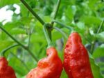 Graines de bhut jolokia