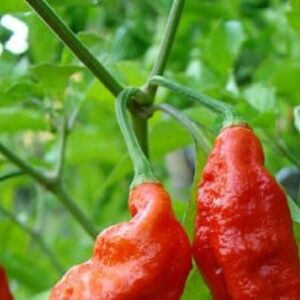 Graines de bhut jolokia