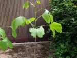 Ginkgo Biloba - Arbre aux 40 écus
