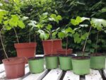 Ginkgo Biloba - Arbre aux 40 écus