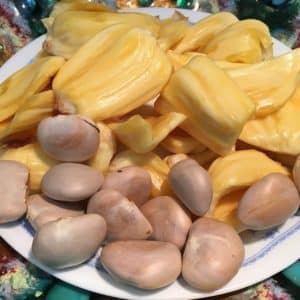 Jacquier - Artocarpus heterophyllus
