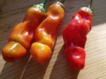 Piment pénis jaune - Yellow Peter's pepper