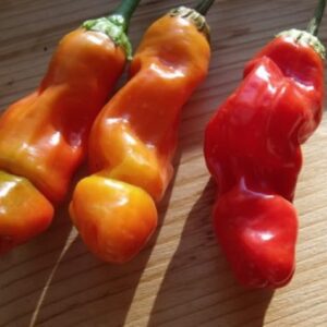 Piment pénis jaune - Yellow Peter's pepper