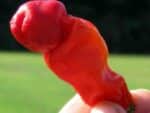 Piment pénis - Peter's pepper