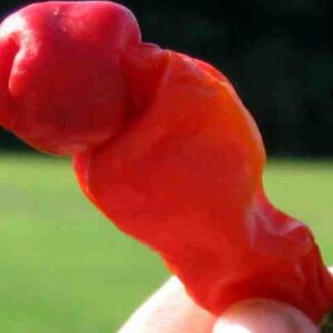 Piment pénis - Peter's pepper