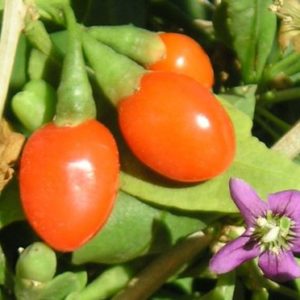 Goji - Lycium Barbarum