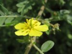 Tribulus Terrestris, Fleur d'une Croix de Malte, Graines de Tribulus Terrestris, Graines de Croix de Malte