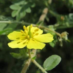 Tribulus Terrestris - Croix de Malte