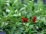 Piment oiseau, Plant de Capsicum frutescens, Graines de Piment oiseau, Graines de Capsicum frutescens