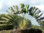 Ravenala madagascariensis