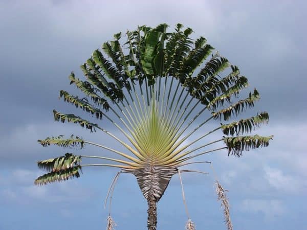 Ravenala madagascariensis, arbre du voyageur