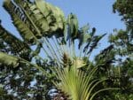 Ravenala madagascariensis, arbre du voyageur feuillage