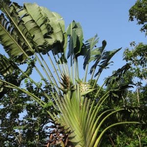 Ravenala madagascariensis, arbre du voyageur feuillage