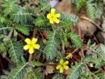 Tribulus Terrestris, Floraison et Feuillage d'une Croix de Malte, Graines de Tribulus Terrestris, Graines de Croix de Malte